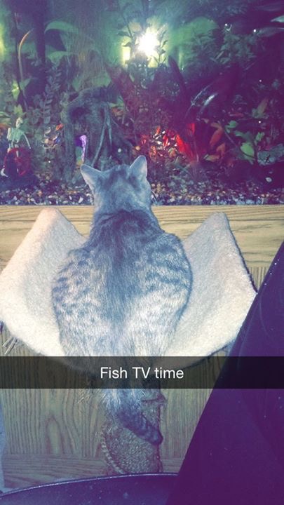 fishtv