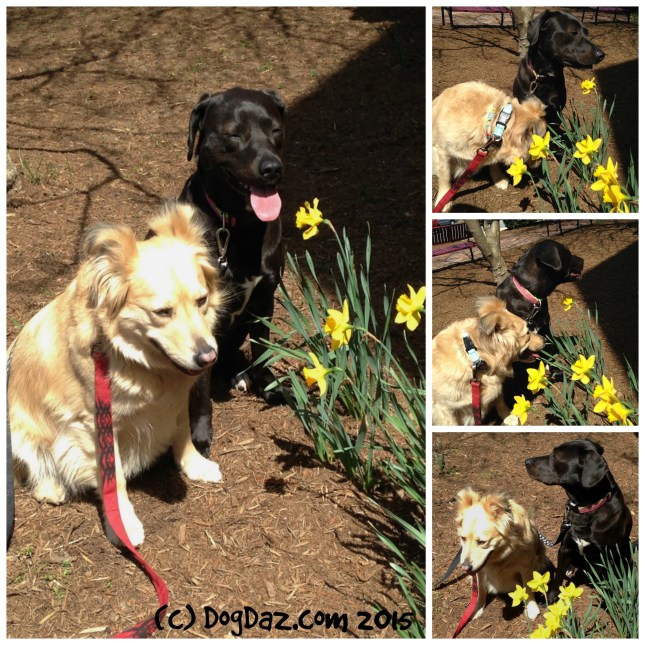 Spring daffodils WW 4.22.15