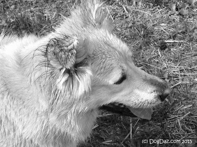 5.17.15 Wet Sofie Dog