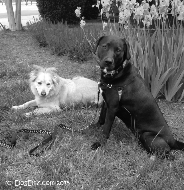 6.21.15 In the grass