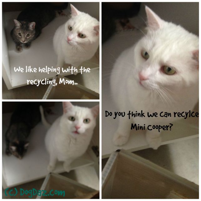 Caturday recycle 8.8.15