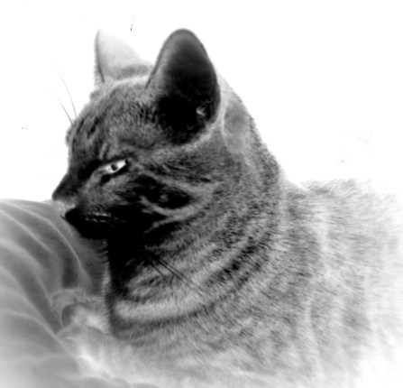 Mini inverted 10.11.15