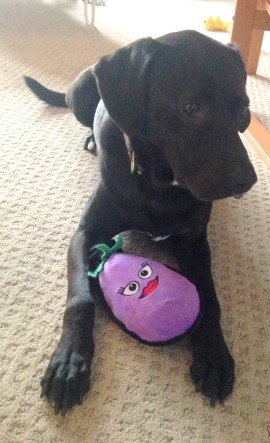 gift eggplant
