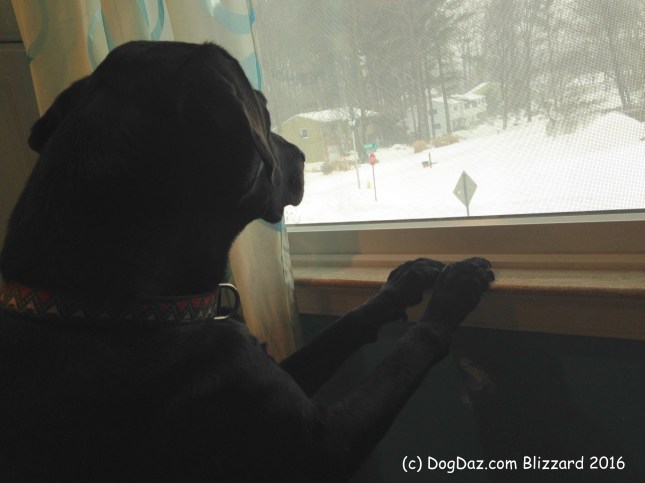 Blizzard make it stop