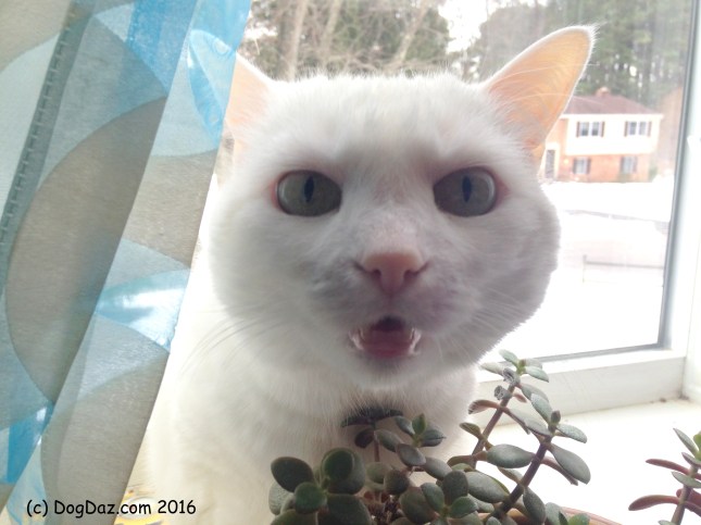 Never enough whiteness