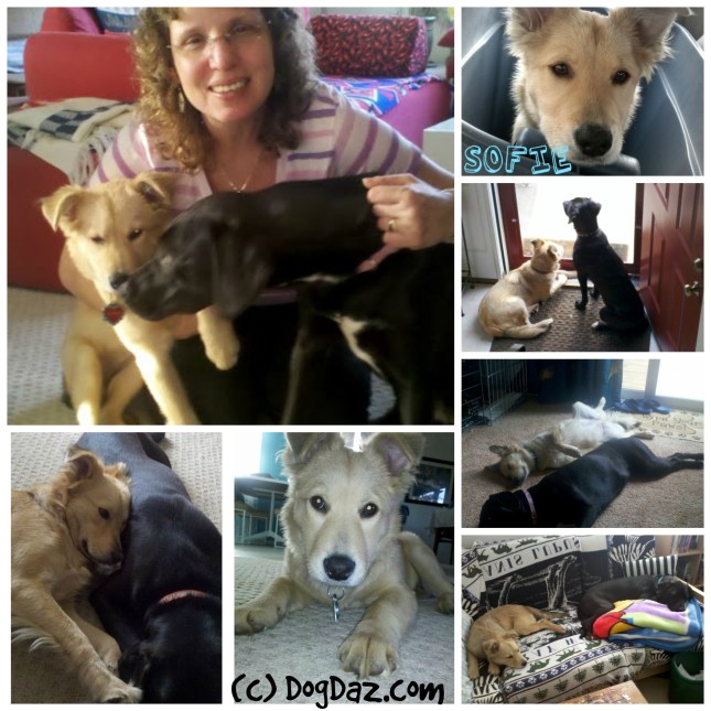 Sofie puppy collage