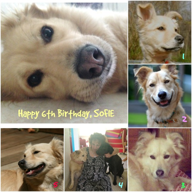 sofie-6-bday