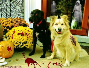 Gold Chow mix dog and black plott hound dressed for halloween