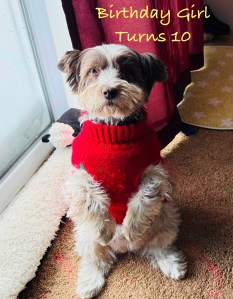 Gray and white shih tsu dog in red sweater sitting on her hunches 