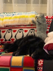A black littlke dog sleeping with a funny gray stuffed cat