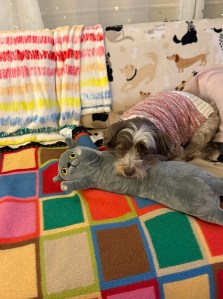 A brown, gray, and white little dog sleeping on a gray cat stuffed toy