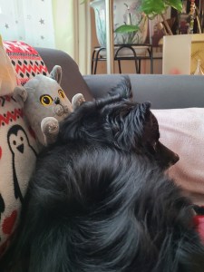 A little black dog sleeping on a gray stuffed cat 