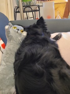 A little balck dog sleeping with a gray cat stuffed animal