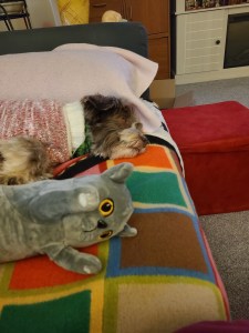 A brown, gray, and white little dog in a sweater sleeping with a gray cat stuffed animal