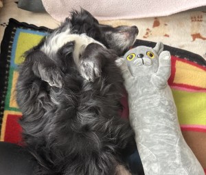 small black dog with gray stuffed cat toy