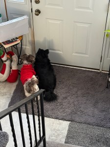 2 small dogs waitng at a door