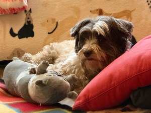 Gray, brown, and white fluffy dog with a gray stuffed toy