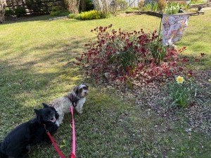 Little black and gray and white dogs with a daffidil