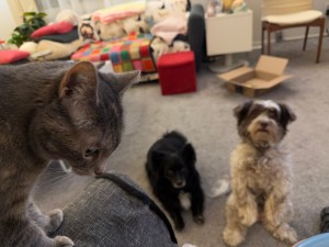 Gray cat and a black dog and white and gray dog