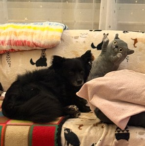 Small black dog leaning on gray stuffed cat toy