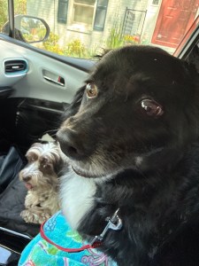 2 small dogs in a car