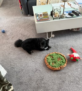 Small black dog surrounded by dog toys