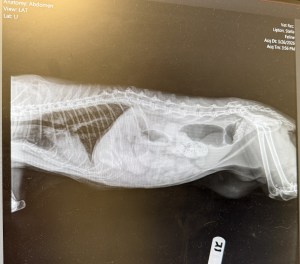 xray of a cat abdomin